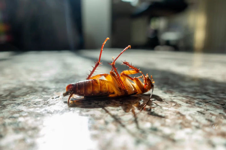 Piège à cafards avec appât en poudre pesticide puissant